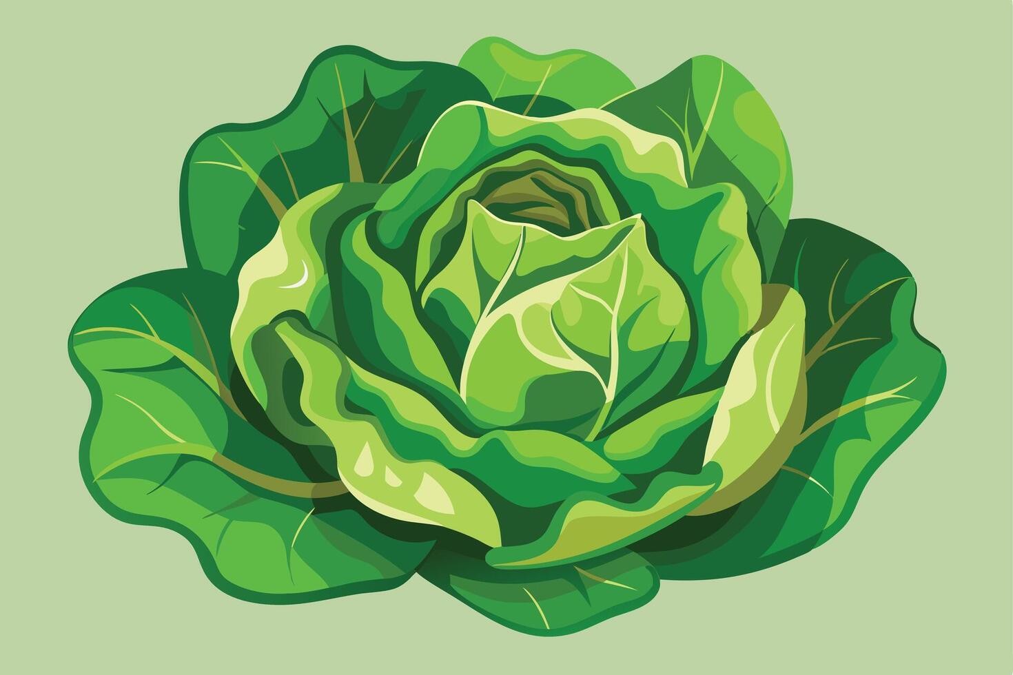 A Head of Fresh Lettuce vector