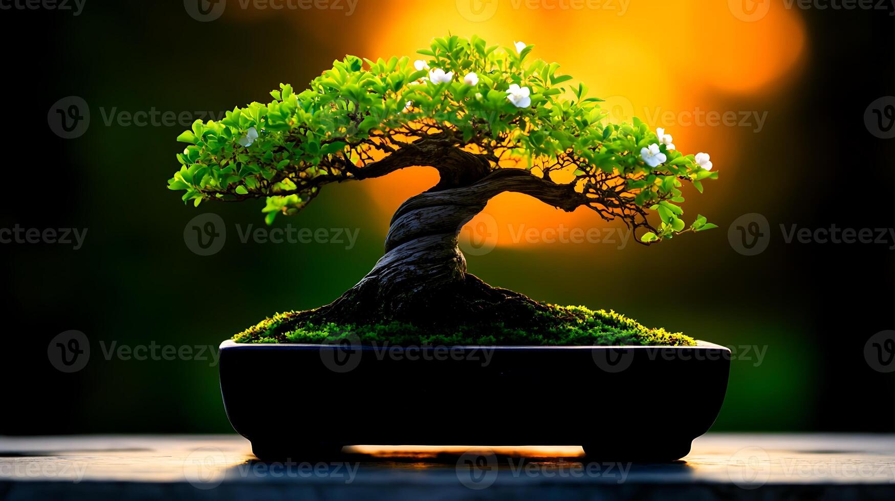 A beautifully groomed bonsai tree with delicate white flowers set against a glowing sunset background photo