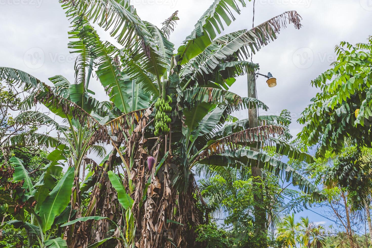 Lush banana trees stand tall under a cloudy sky in a tropical landscape, showcasing vibrant green foliage and natural beauty photo