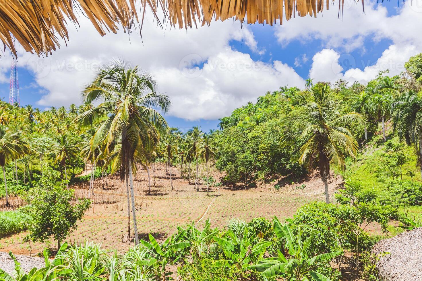 Lush tropical landscape with palm trees and vibrant greens under a partly cloudy sky in a serene rural setting photo