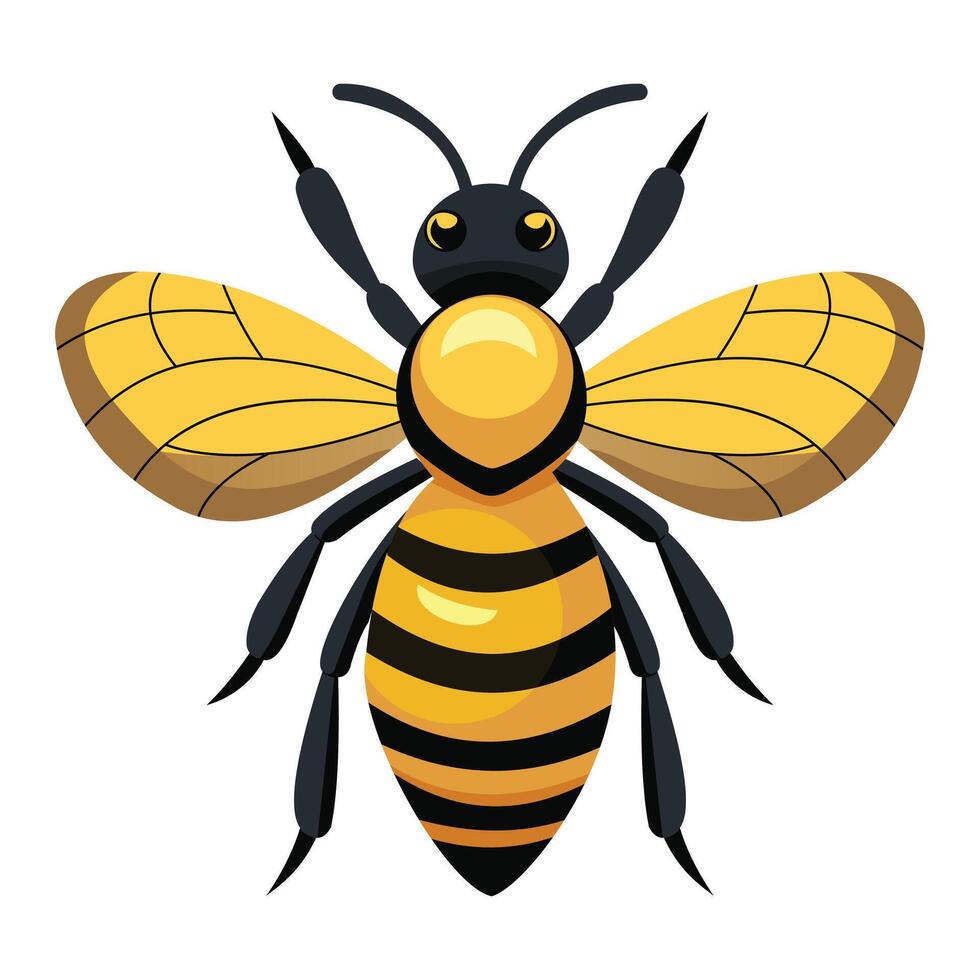 Detailed Honey Bee Displayed on White Background vector