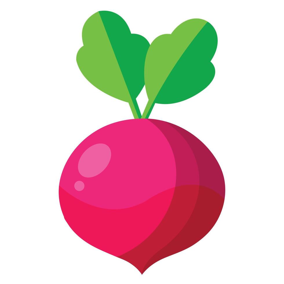 Illustration of Colored Radish Vegetable Displayed on White Background vector