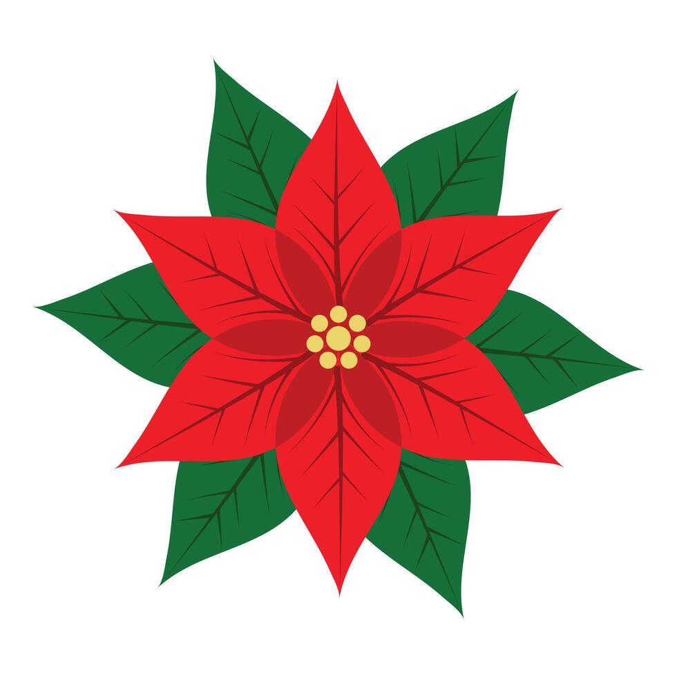 Poinsettia Flower Isolated on White Background vector