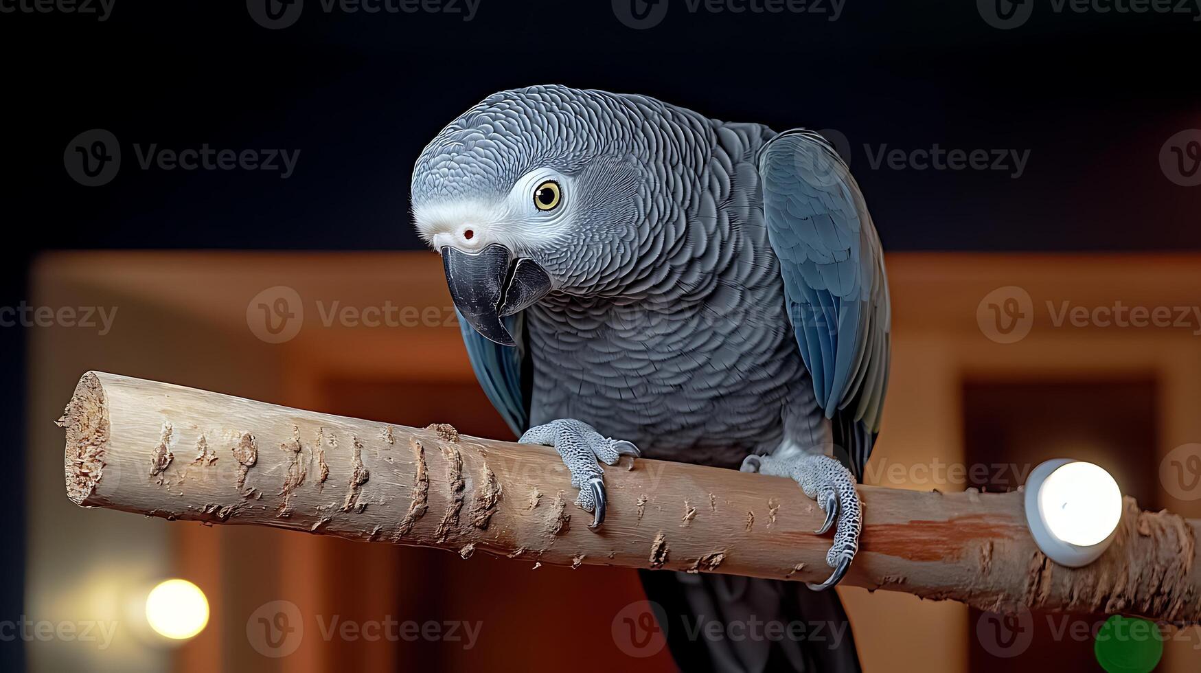 A close-up of a grey parrot perched on a wooden branch, with a softly lit indoor background photo