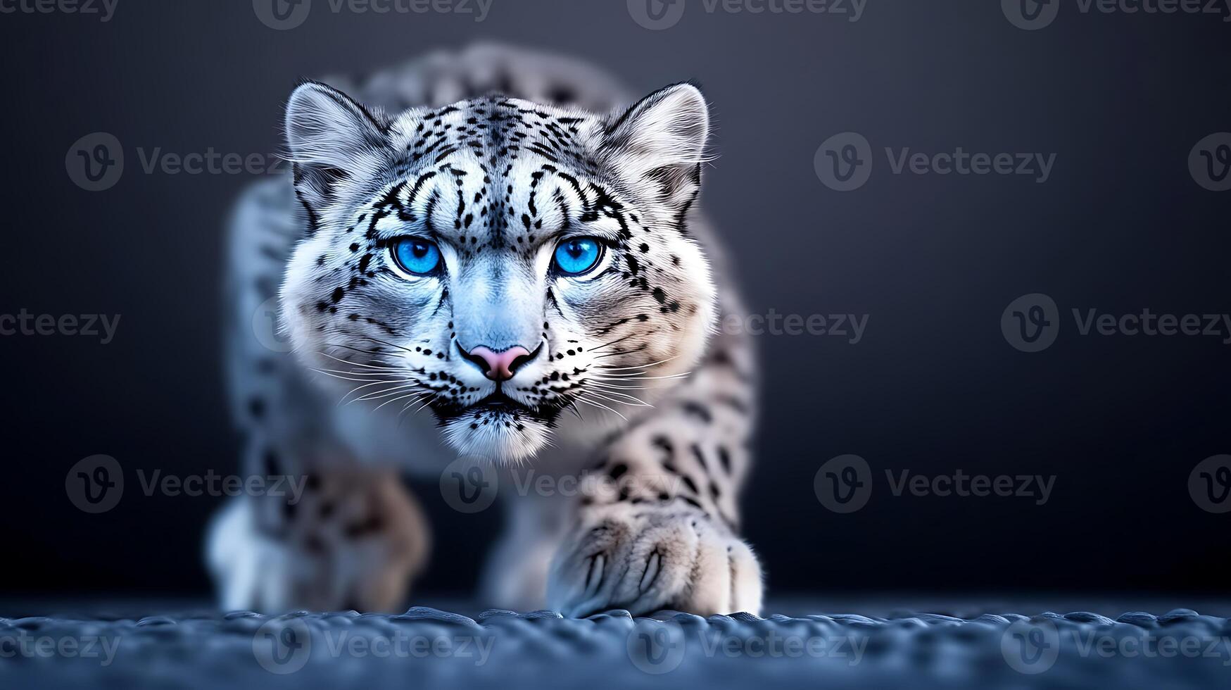 A close-up of a snow leopard prowling forward with striking blue eyes against a dark background photo