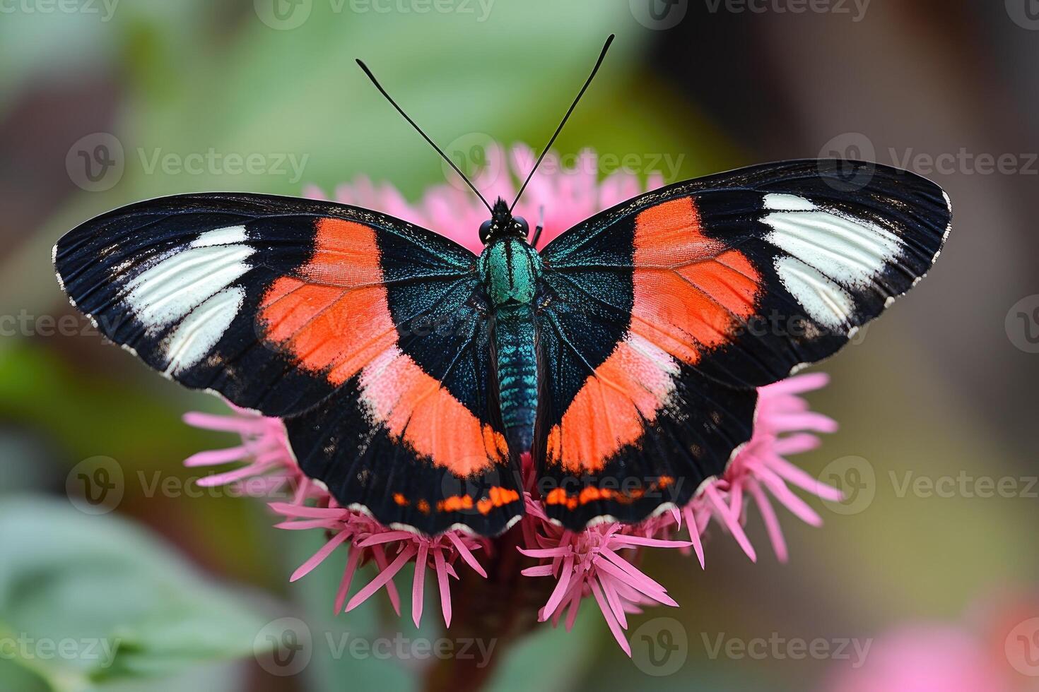 Vibrant butterfly resting on pink flower blossom photo