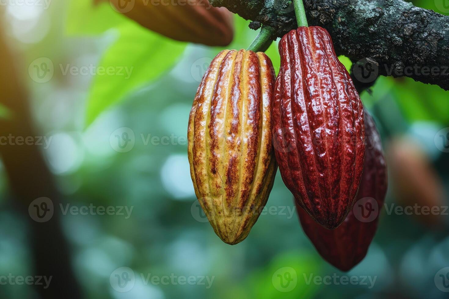 Ripe cacao pods hanging on tree branch photo