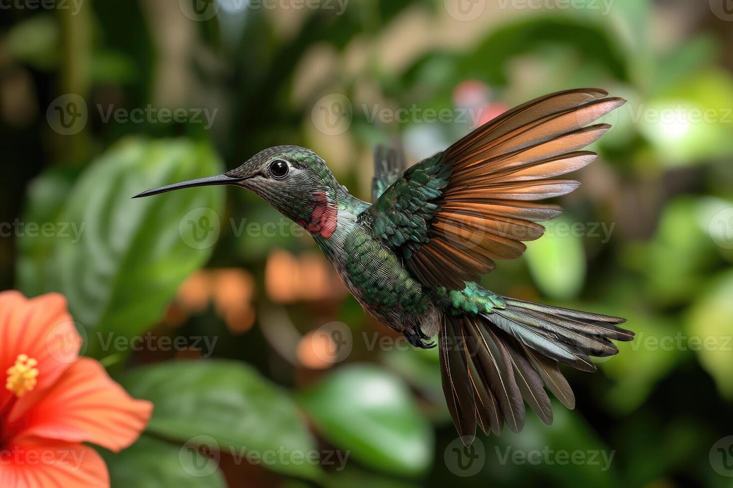 Hummingbird in flight beside a vibrant hibiscus bloom photo