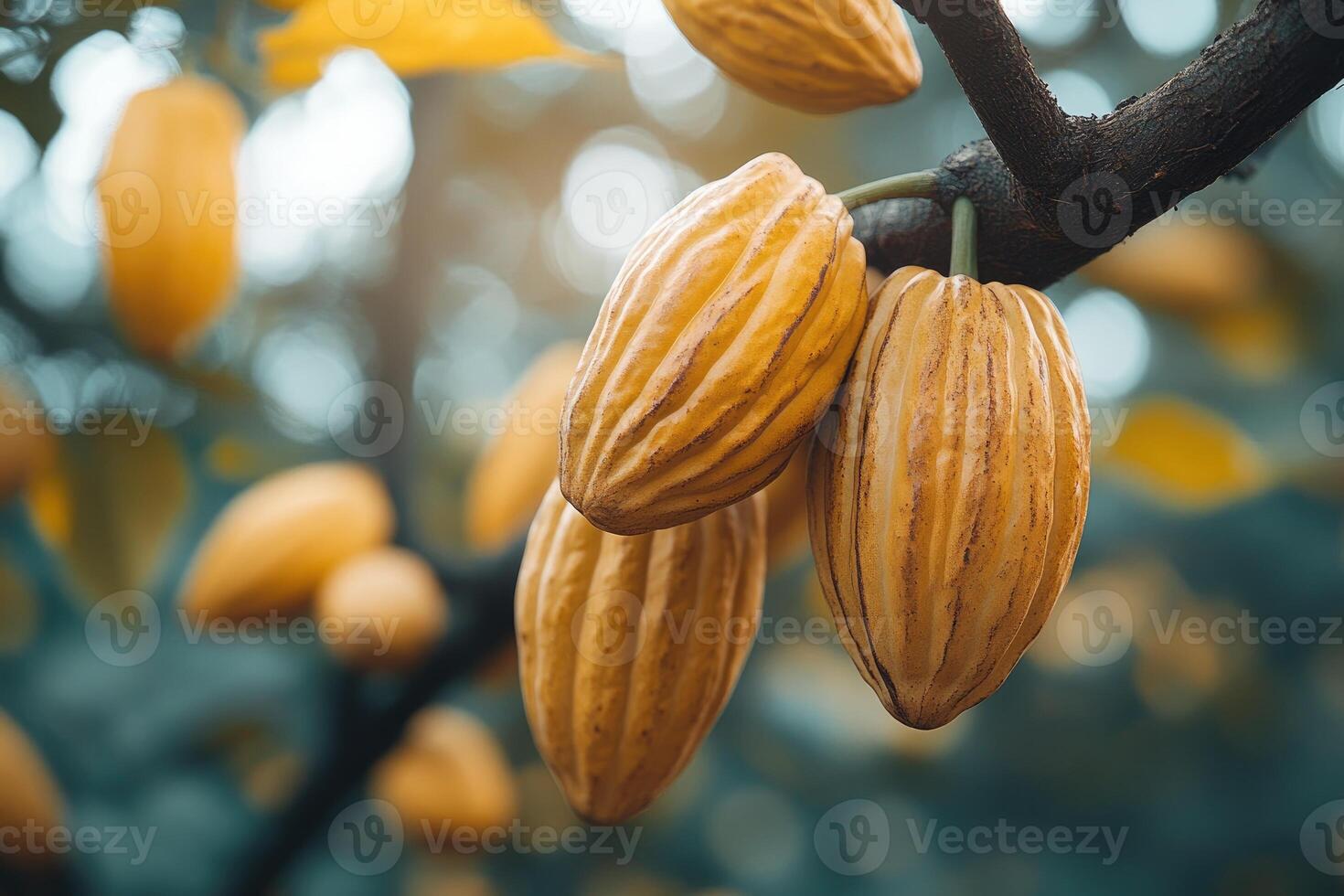 Ripe cacao pods hanging on tree branch. photo