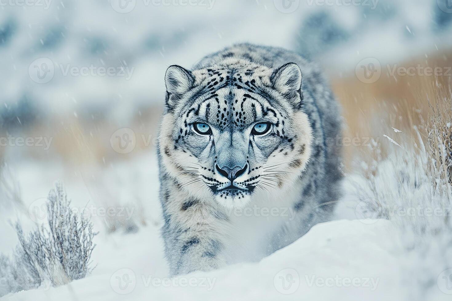 Snow leopard stealthily emerging from snowy photo