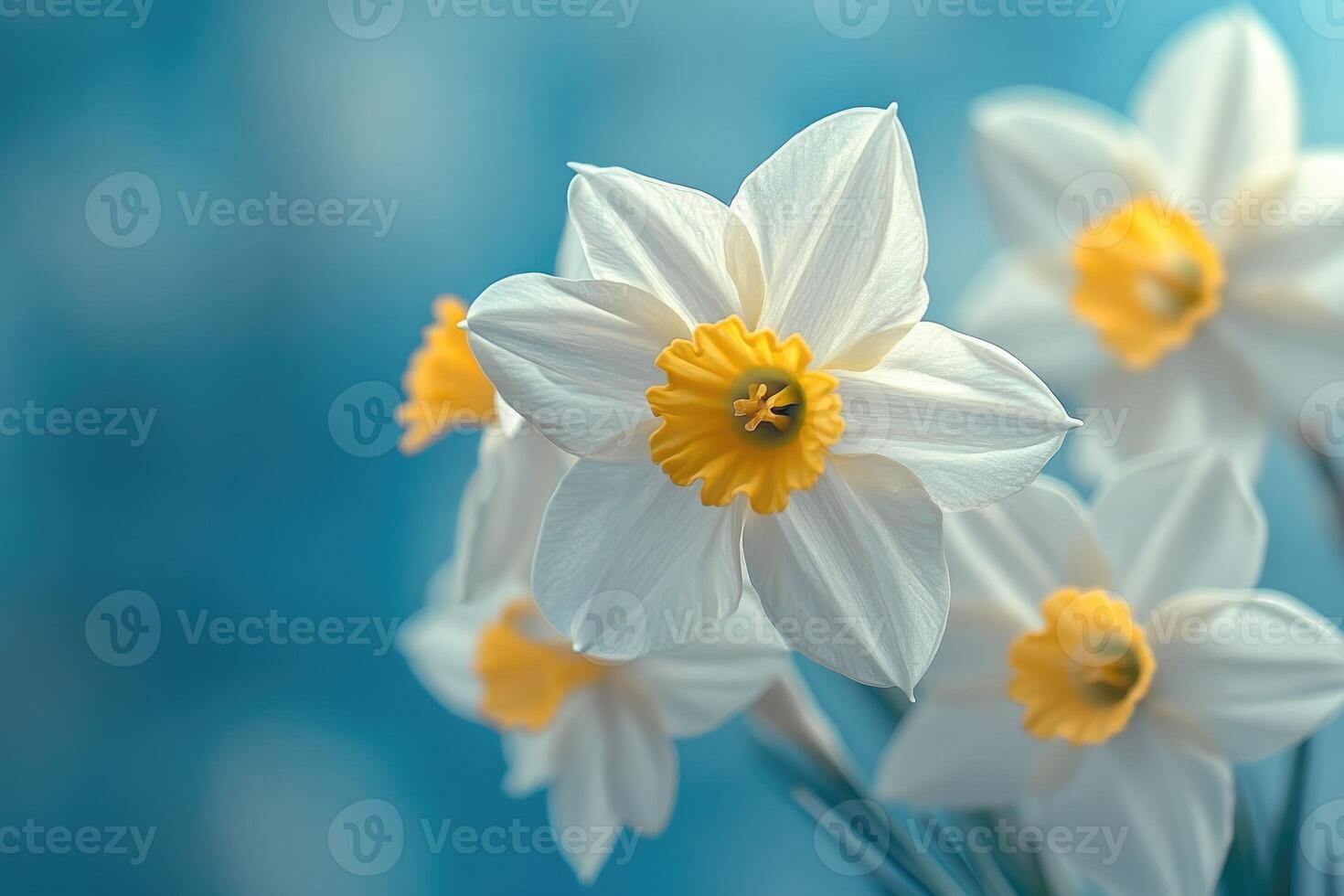 White daffodils blooming in spring with blue background photo