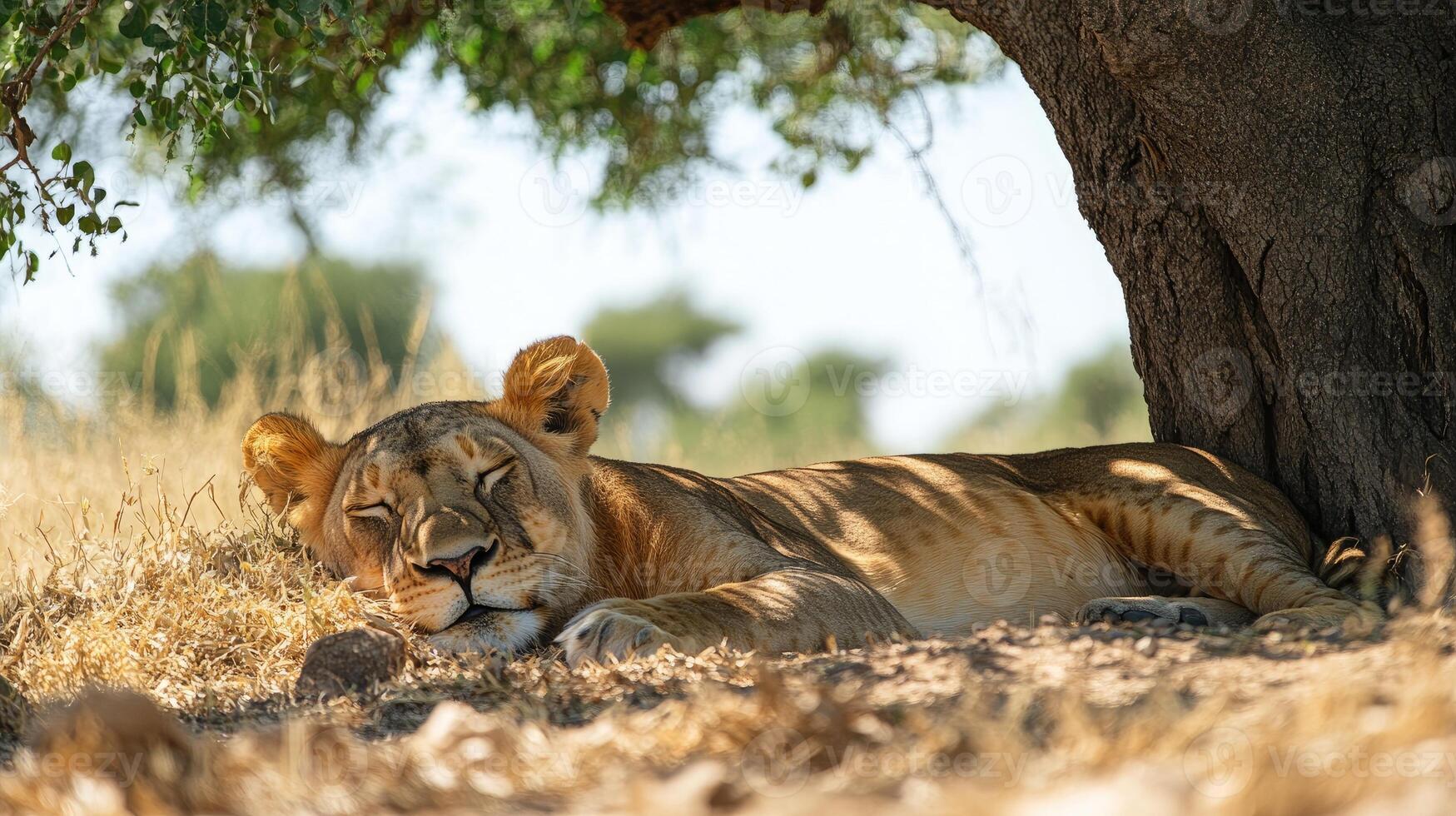 Lioness sleeping peacefully under a tree in the african savanna photo