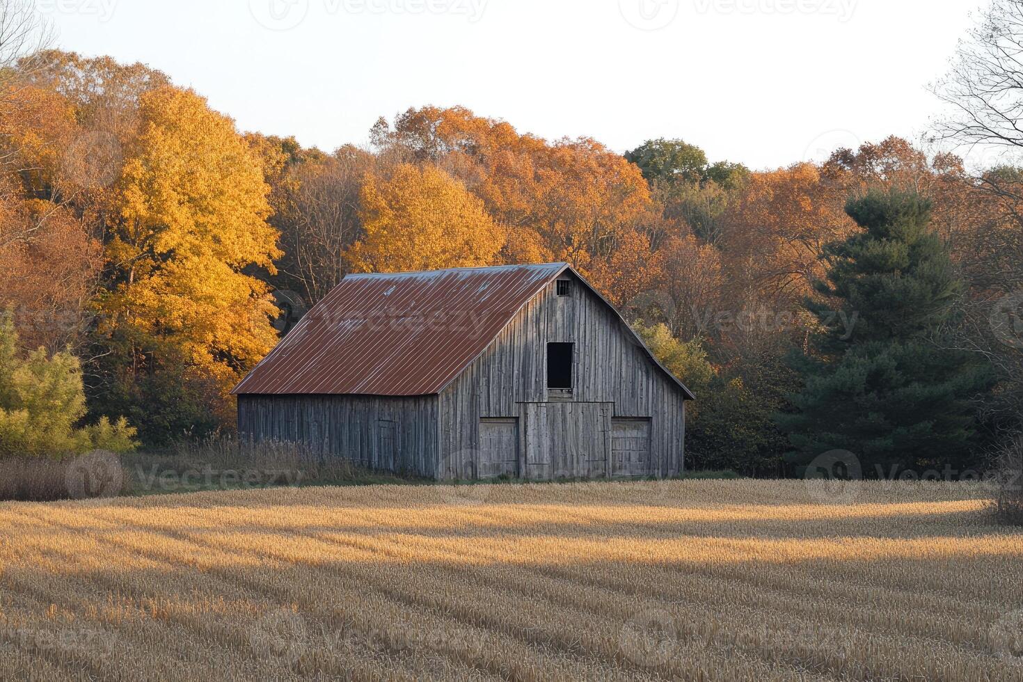 Old wooden barn standing in a golden wheat field with fence and forest photo