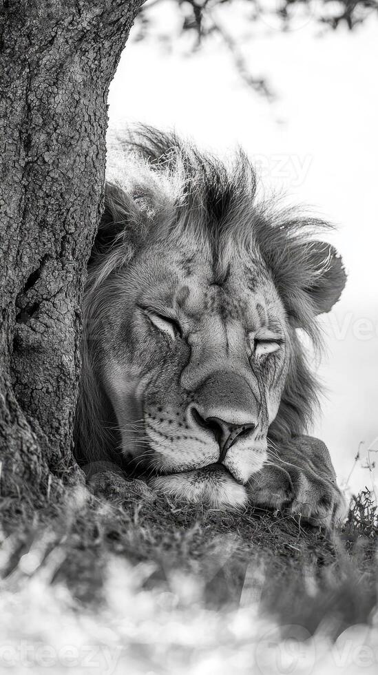 Majestic lion resting under a tree in black and white.. photo