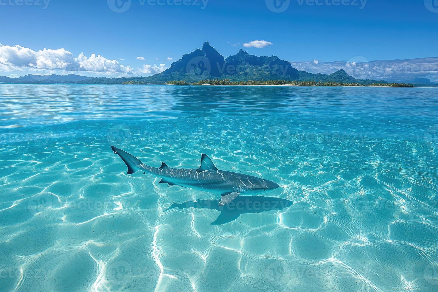 Majestic shark gliding through crystal clear waters.. photo
