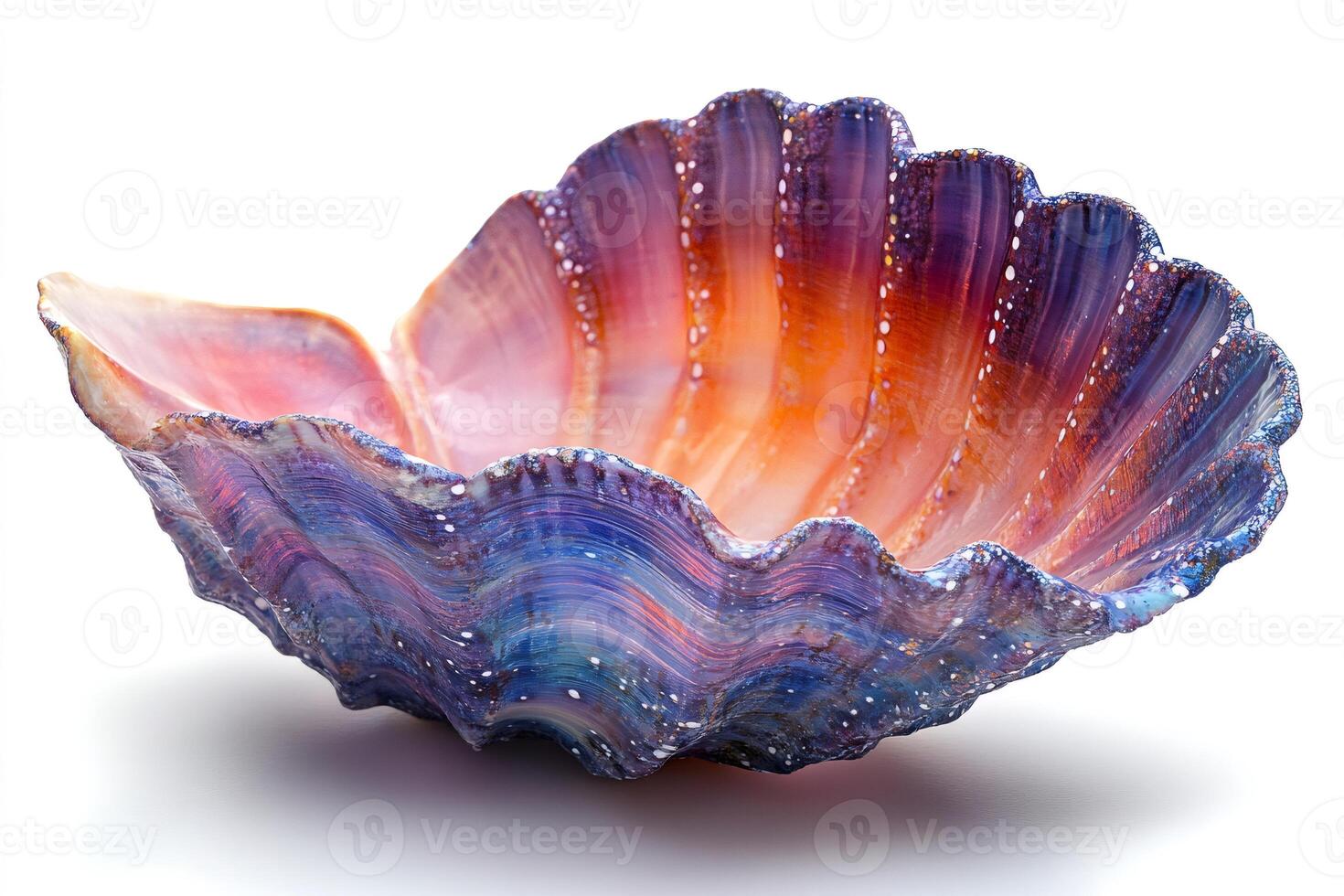 Colorful fluted giant clam shell resting on white background photo