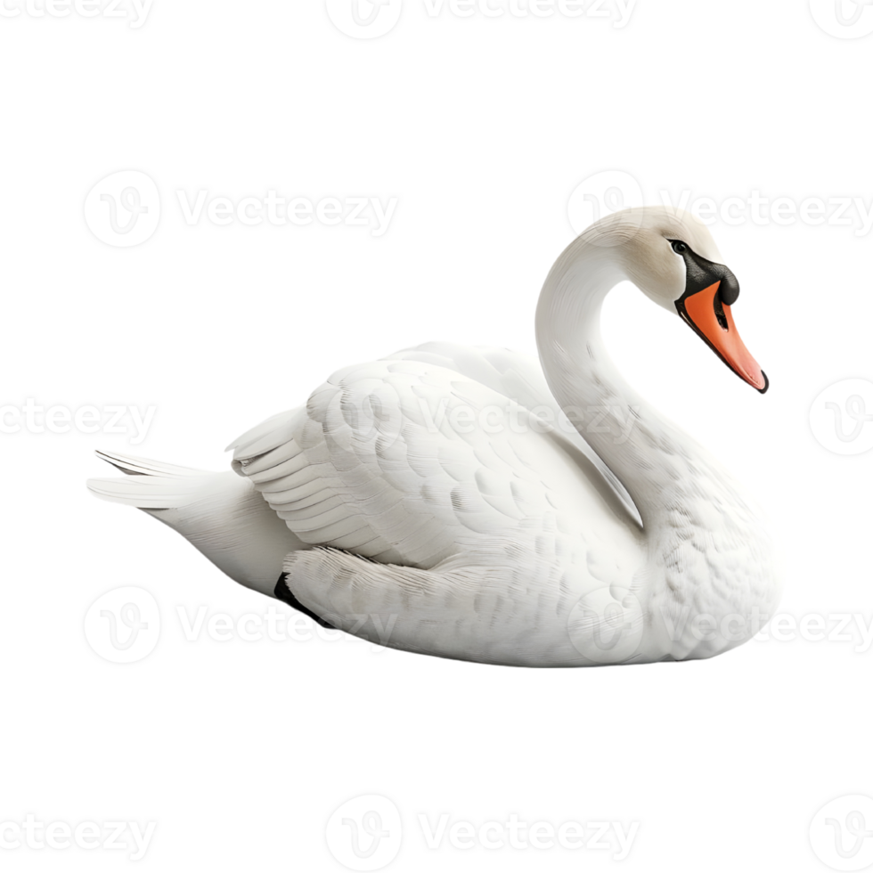 White swan on a transparent background png