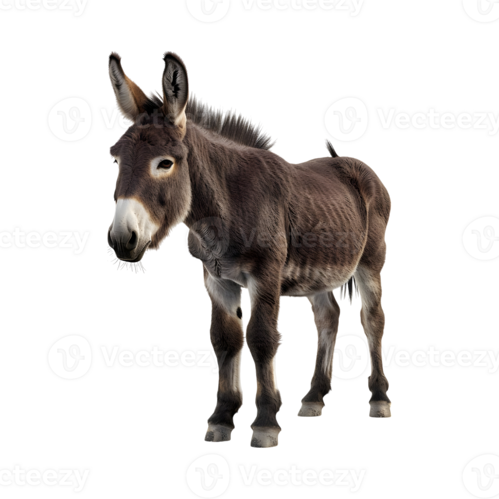 A donkey standing left side pose png
