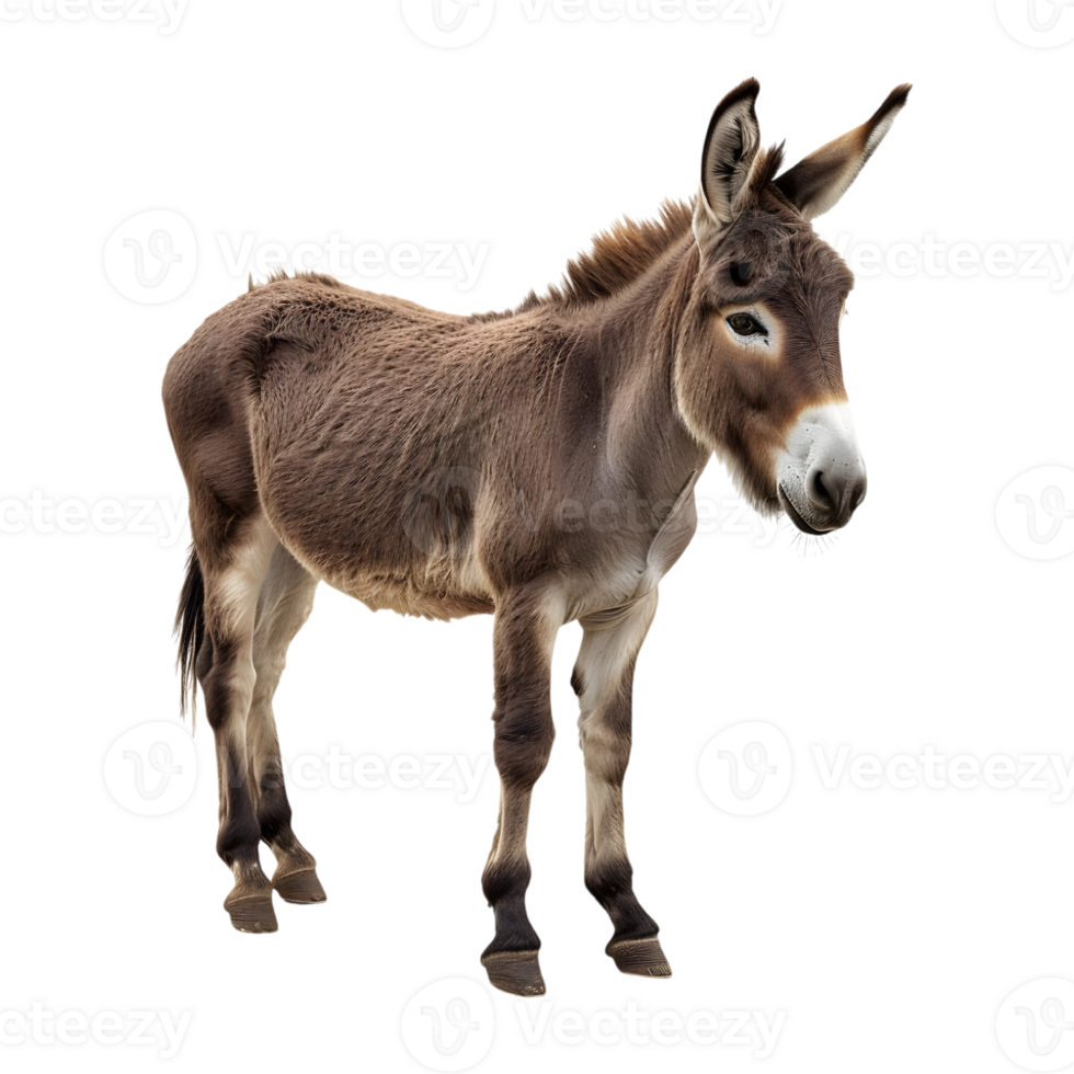 A donkey standing right side pose png