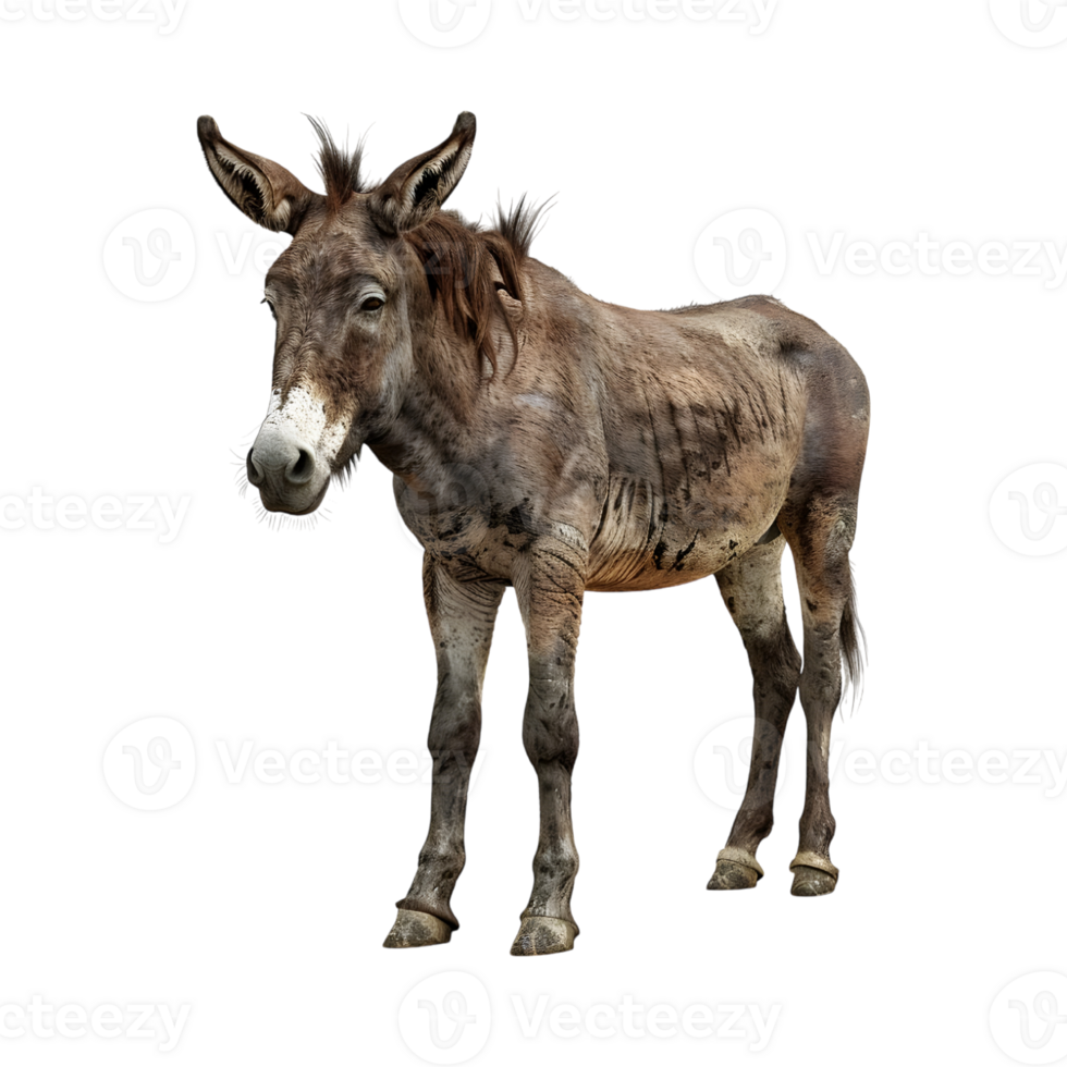 A donkey is standing on a white background png