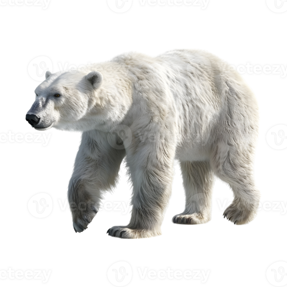 Polar bear walking on transparent background png