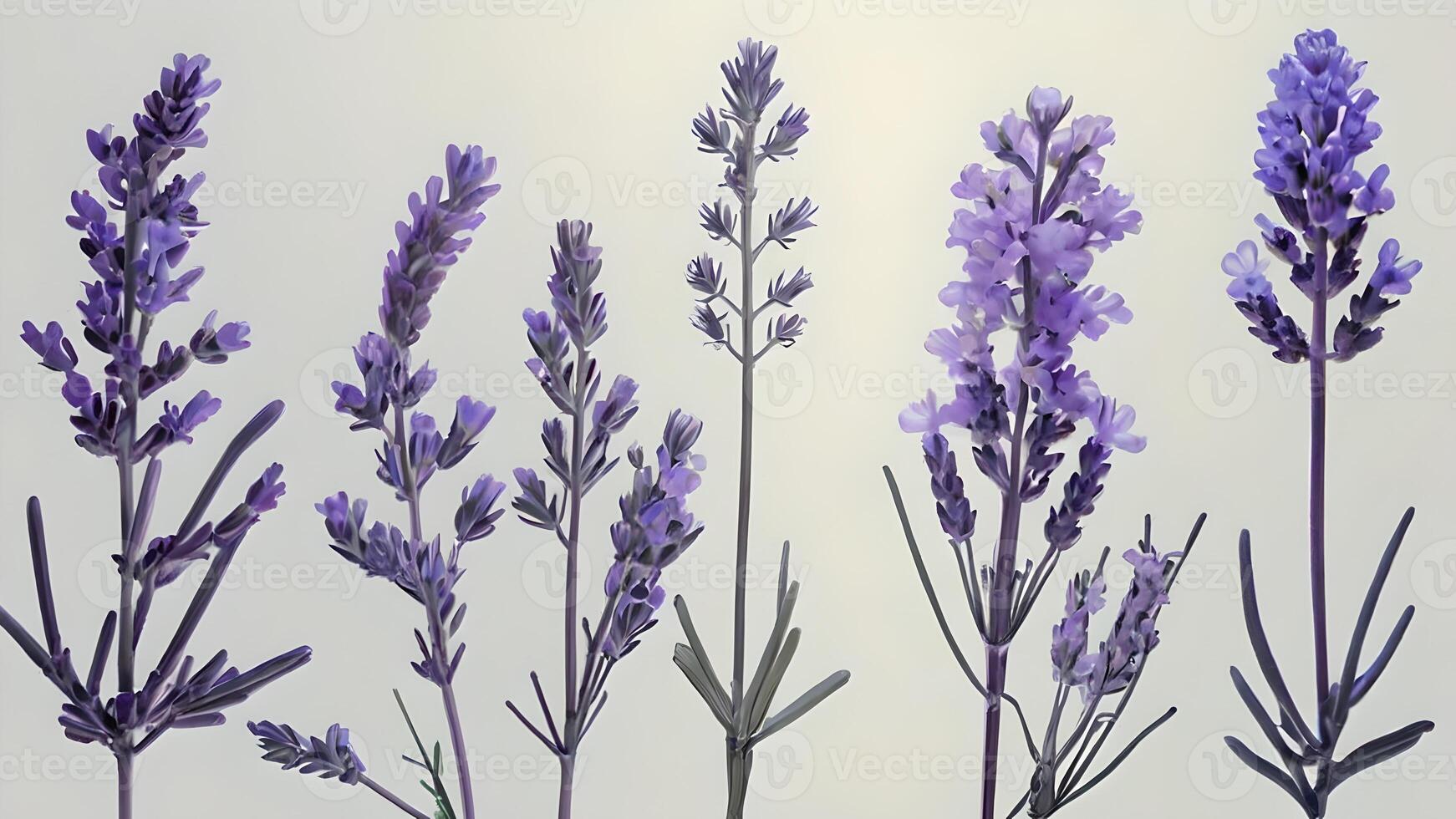 Lavender XRay Botanical Minimalist Aesthetic photo