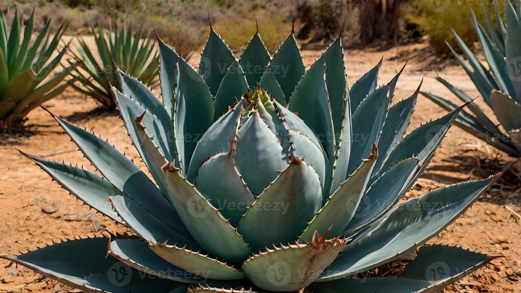 Majestic Agave in Desert Sunlight photo