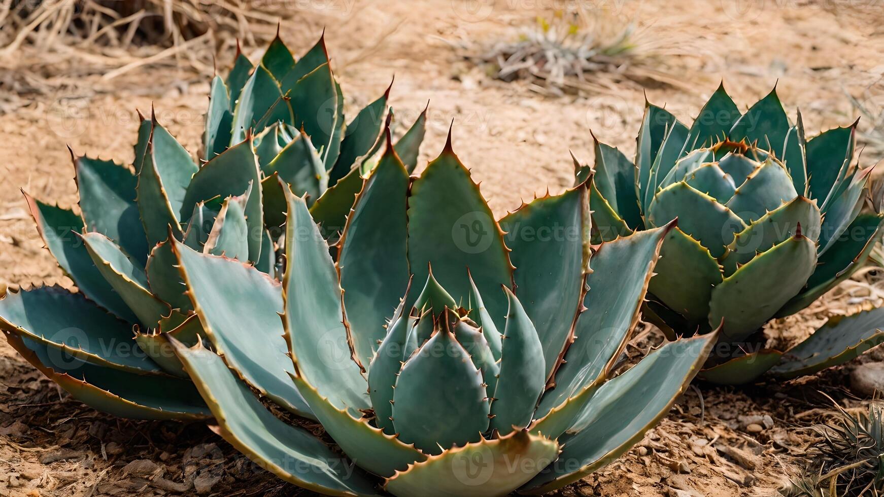 Trio of Agave Cactus in Desert Sunlight photo