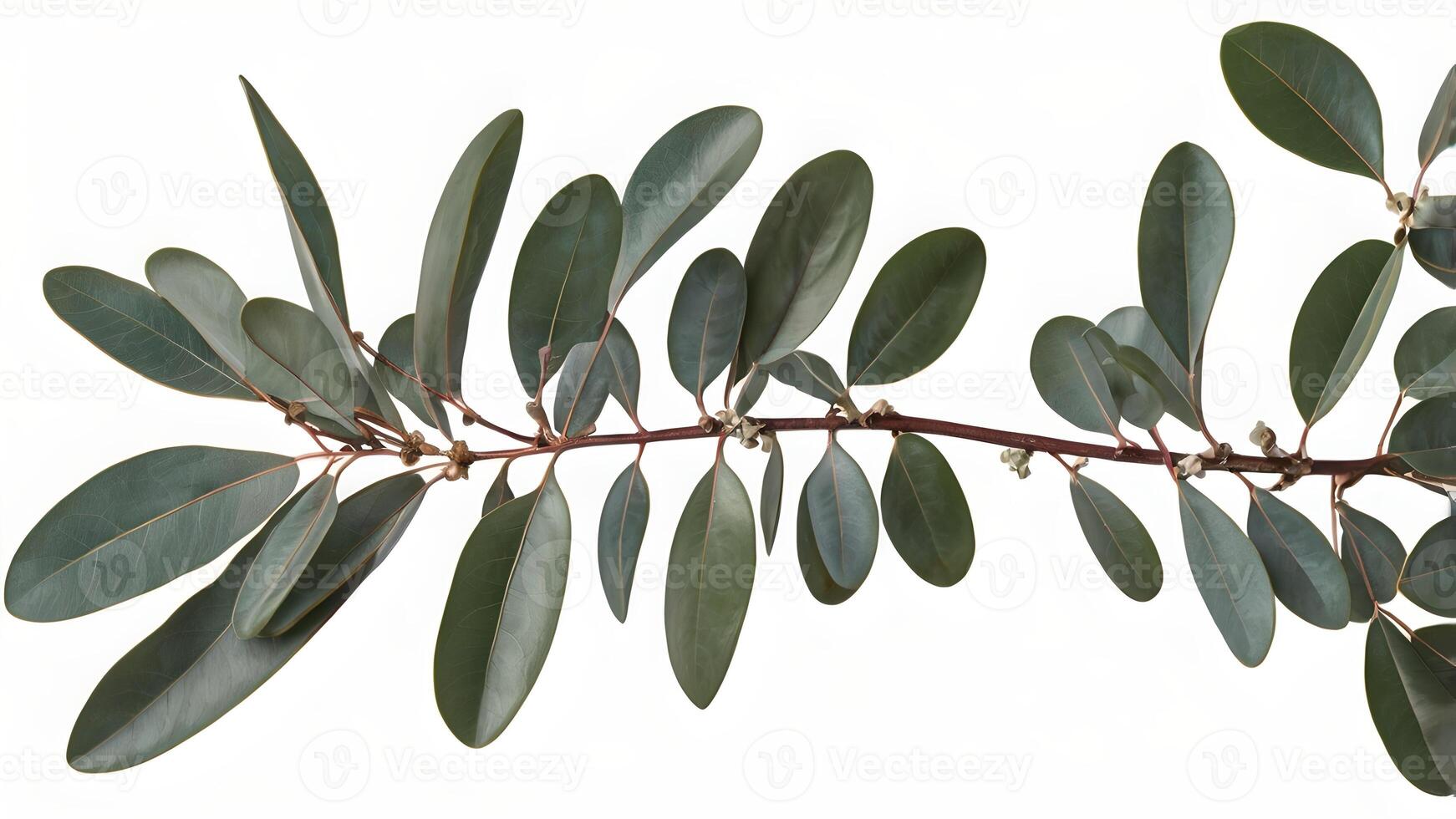 Elegant Eucalyptus Branch Isolated on White Background photo