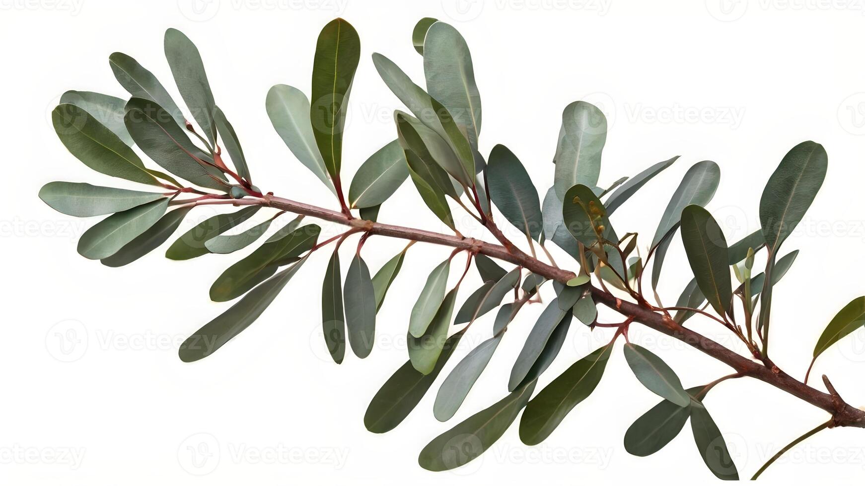 Eucalyptus Branch Isolated on White Background photo