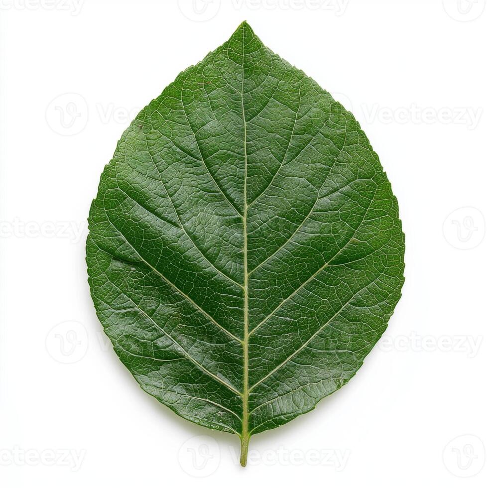 Close up of a vibrant green leaf showing detailed veins photo