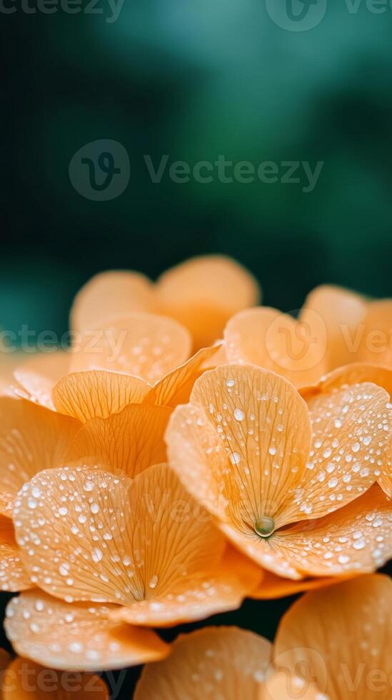 spring background with a close up of raindrops on flower petals with sunlight creating a sparkling bokeh effect in the distance photo