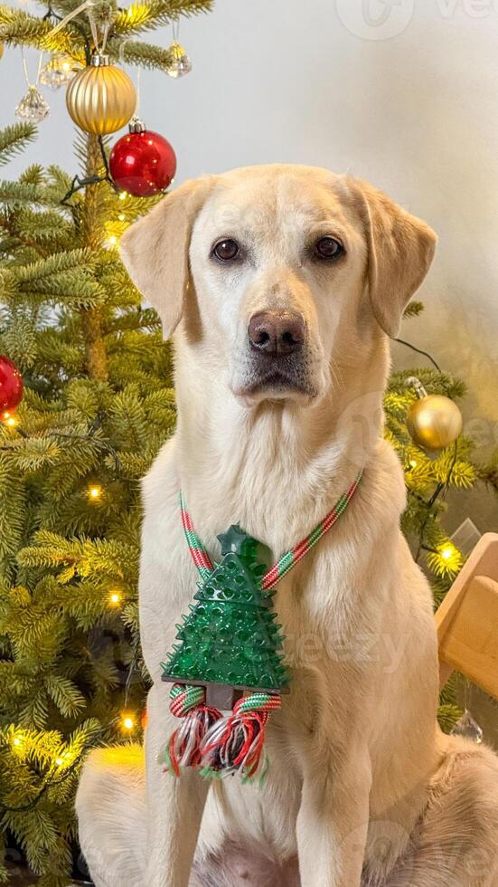 A Labrador Retriever wearing a festive Christmas necklace sits in front of a decorated tree, embodying holiday joy photo