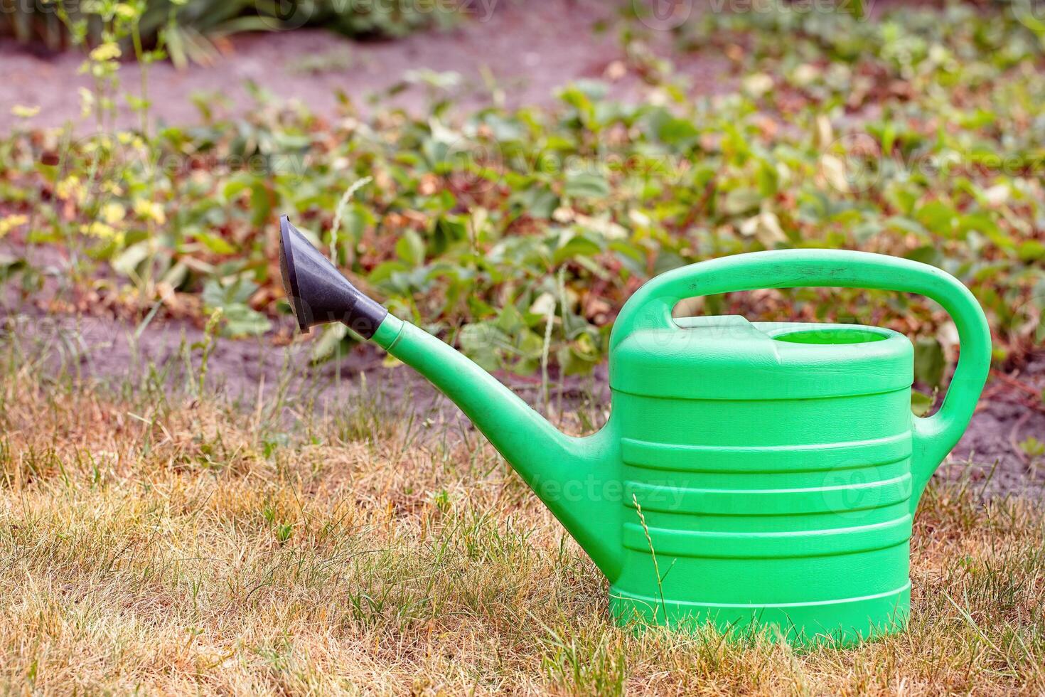 Vibrant green watering can rests on the grass ready for gardening tasks in the sunny afternoon. Copy space. photo
