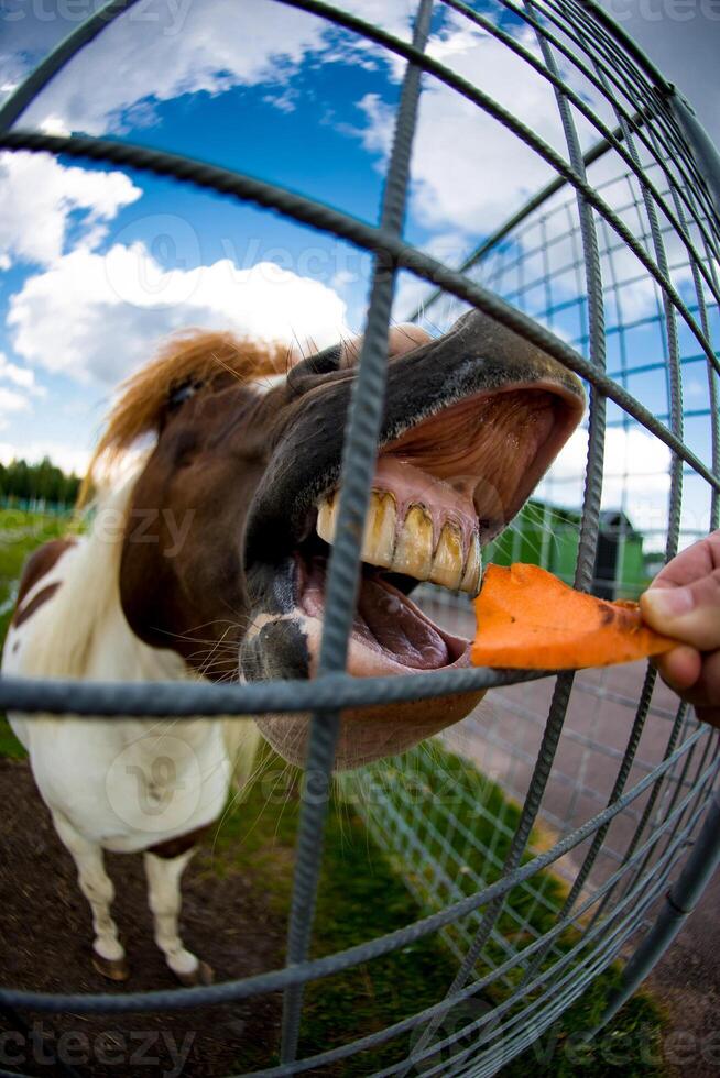 Funny close-up photo of feeding a horse with a carrot
