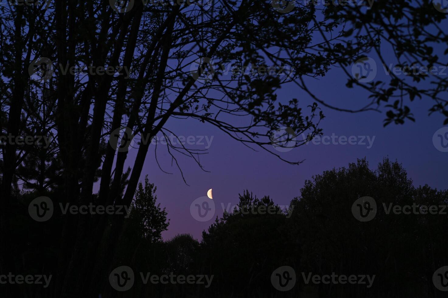 Silhouettes of trees and Moon at the dark sky. photo