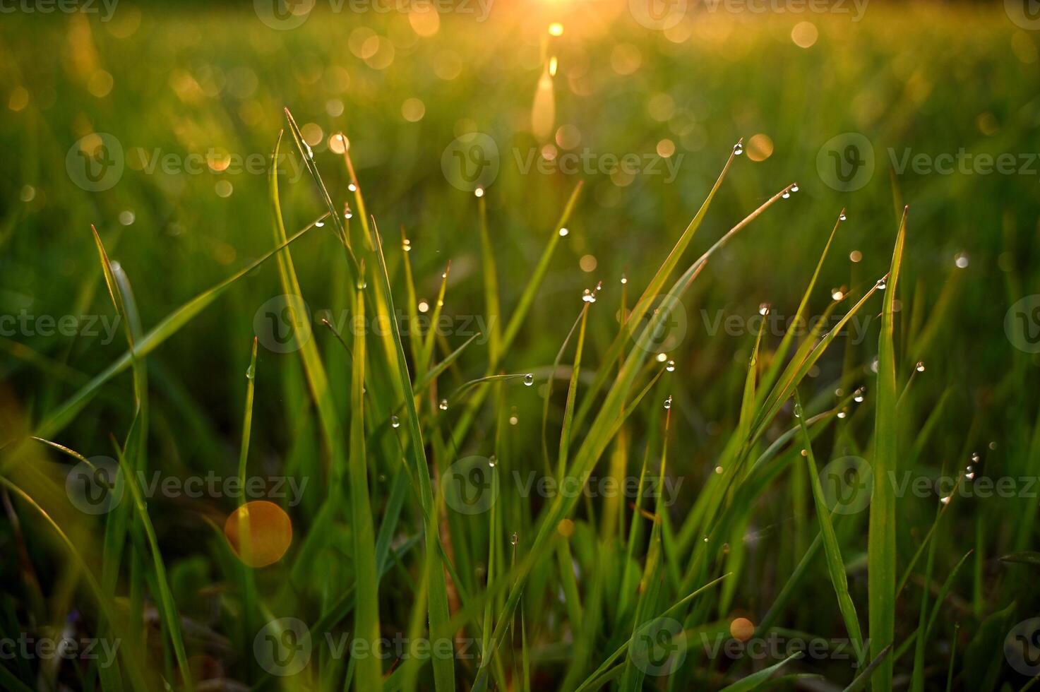 Grass with dew drops at dawn photo