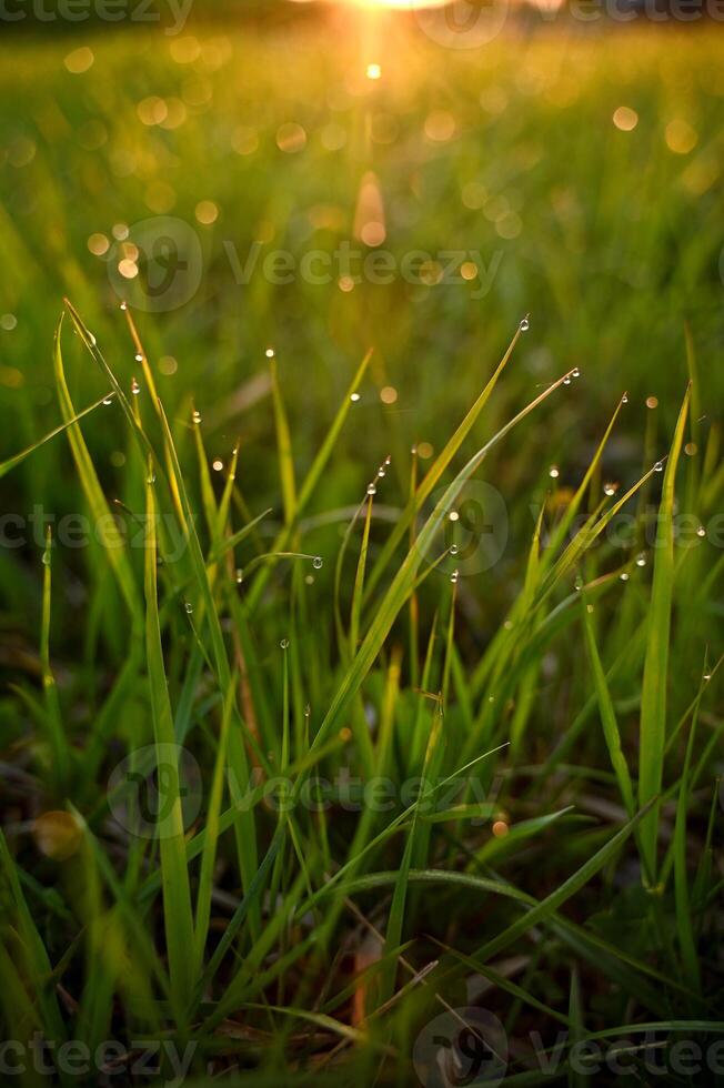 Grass with dew drops at dawn photo