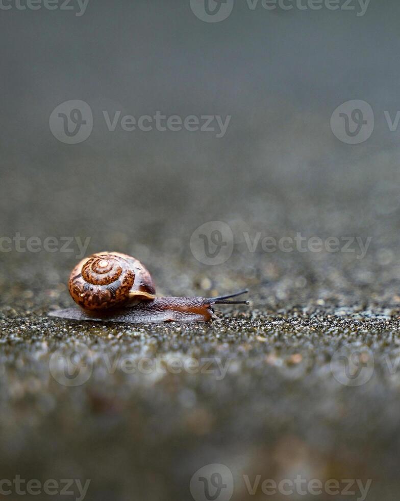 A small snail in shell crawling on road. Copy space photo