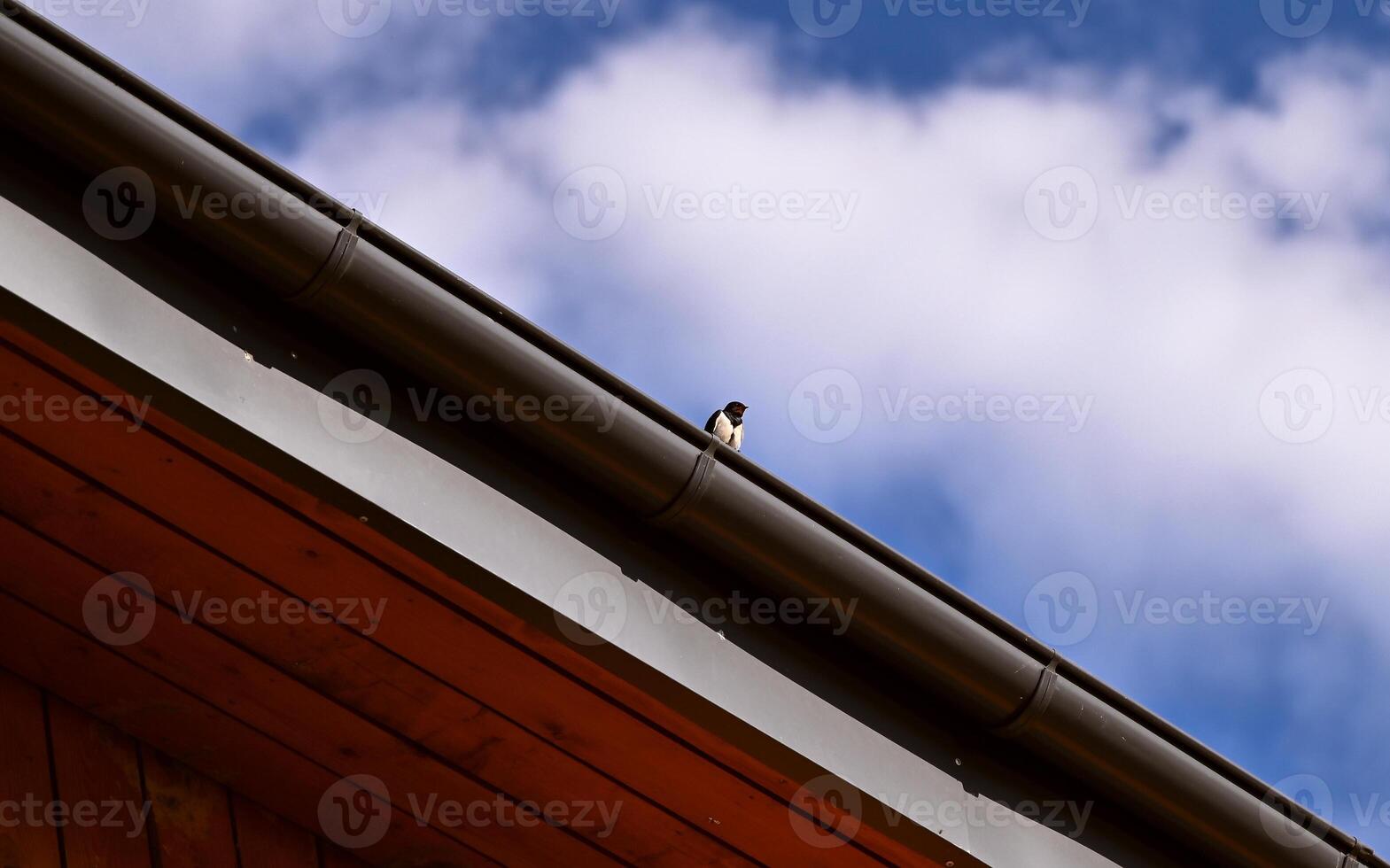 Swallow sitting on the roof and a blue sky with white clouds. photo