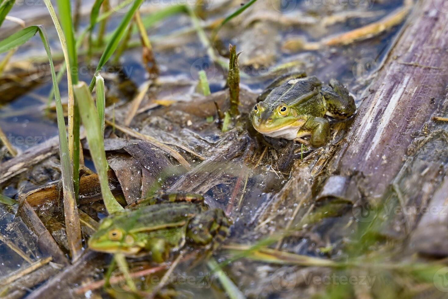 Two green frogs sitting in a swamp marsh bog moor photo
