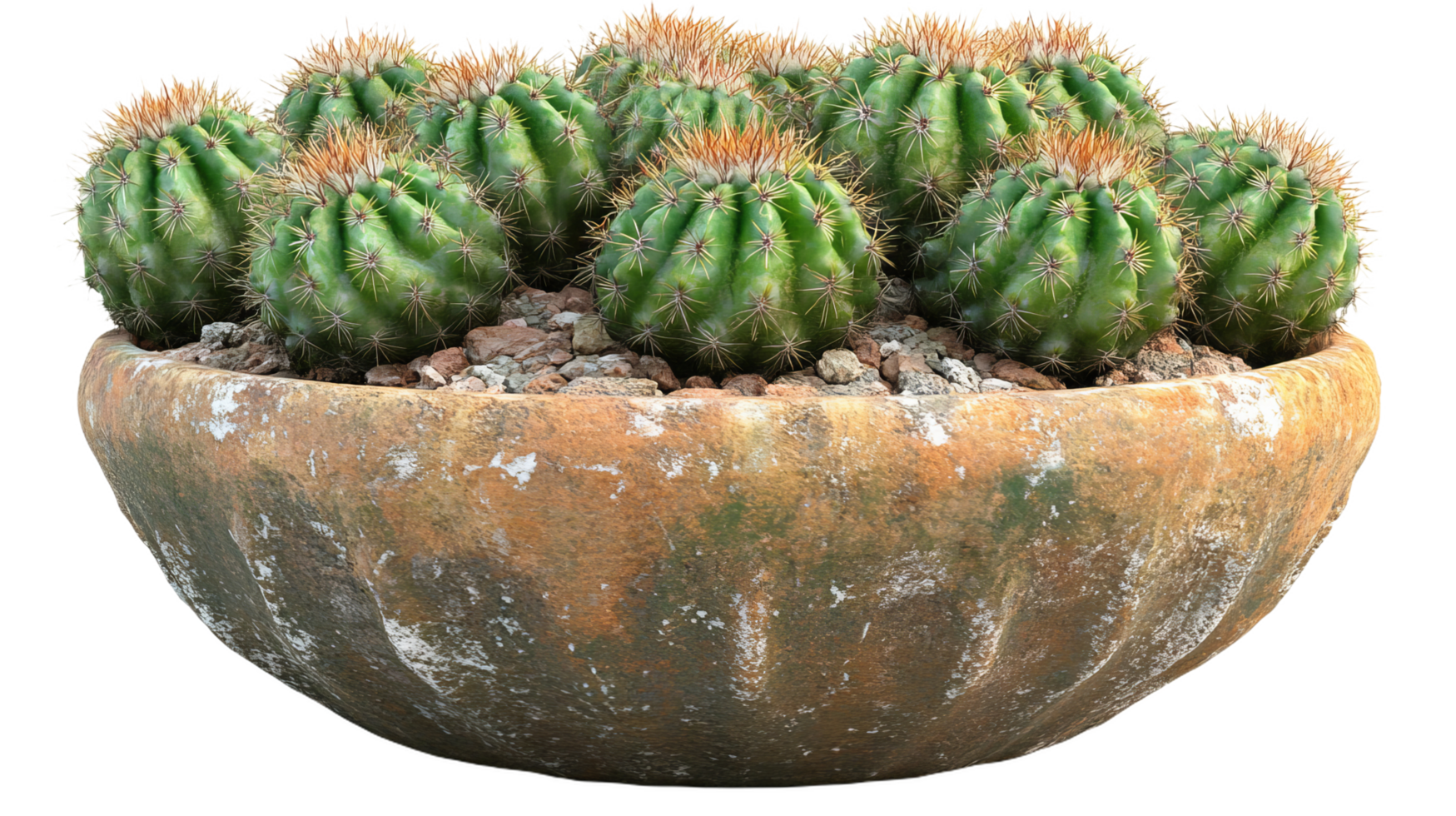 vibrant collection of cacti in rustic decorative pot, showcasing unique textures and colors. This arrangement adds touch of nature to any space, perfect for plant lovers png