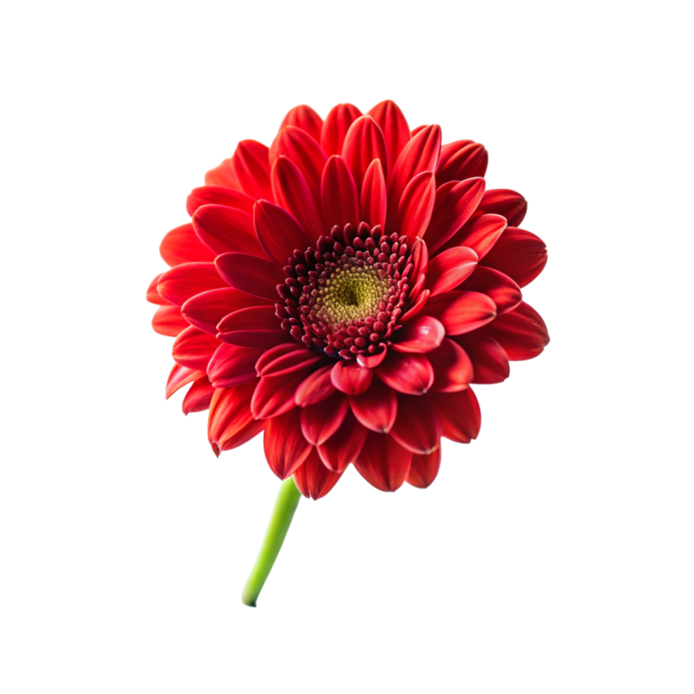 3d red beautiful flower is isolated on transparent background png