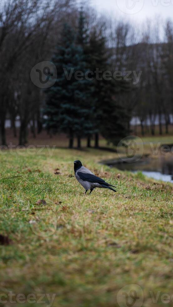 A crow in the distance, in the grass, in winter. Minimalism photo