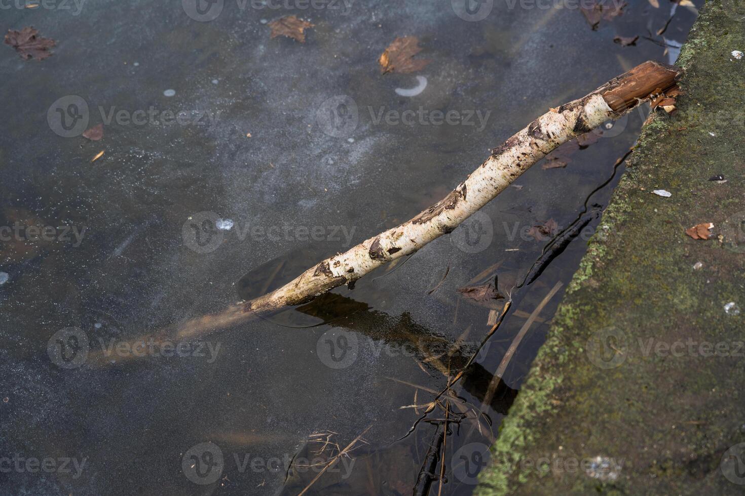 A birch stick sticks out in the frozen water. The stick sticks out in the ice photo
