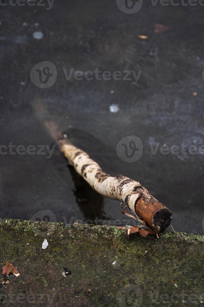 A birch stick sticks out in the frozen water. The stick sticks out in the ice photo