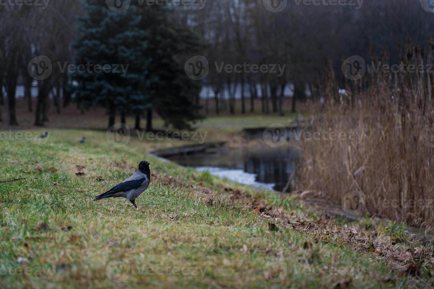 A crow in the distance, in the grass, in winter. Minimalism photo