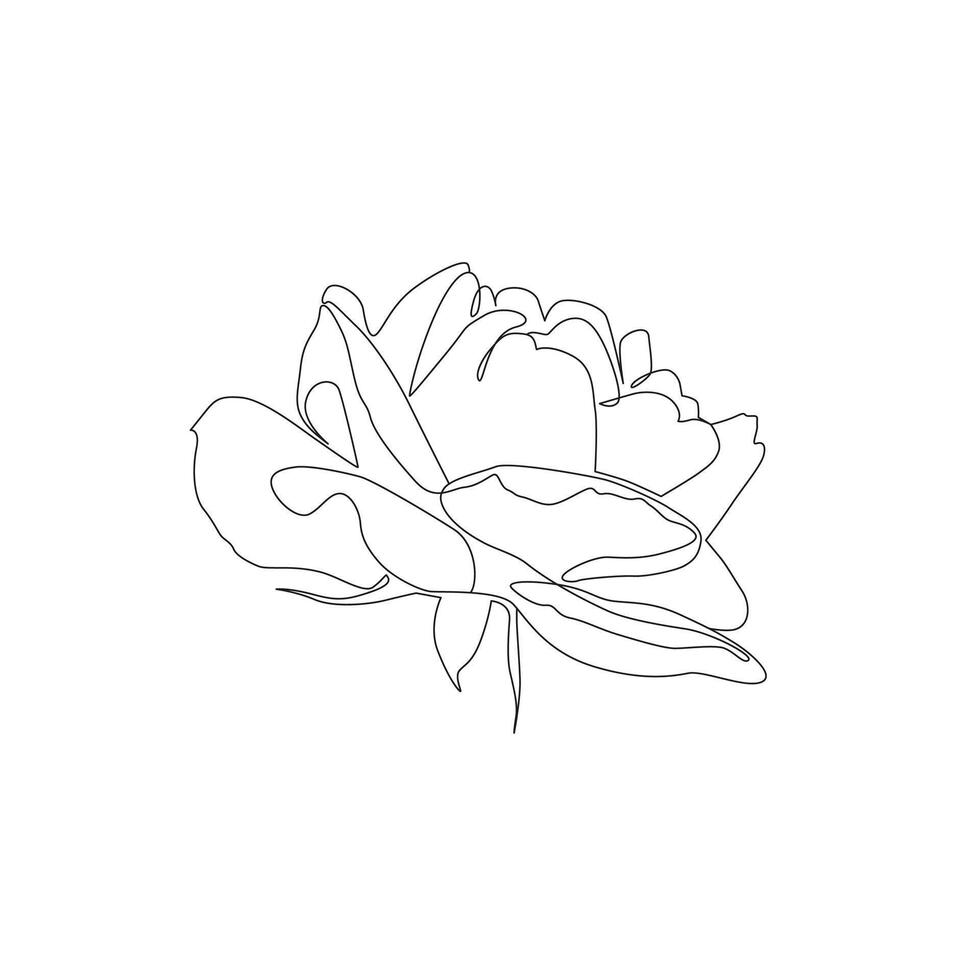 Single line rose illustration. Continuous line art drawing of flower on white background vector