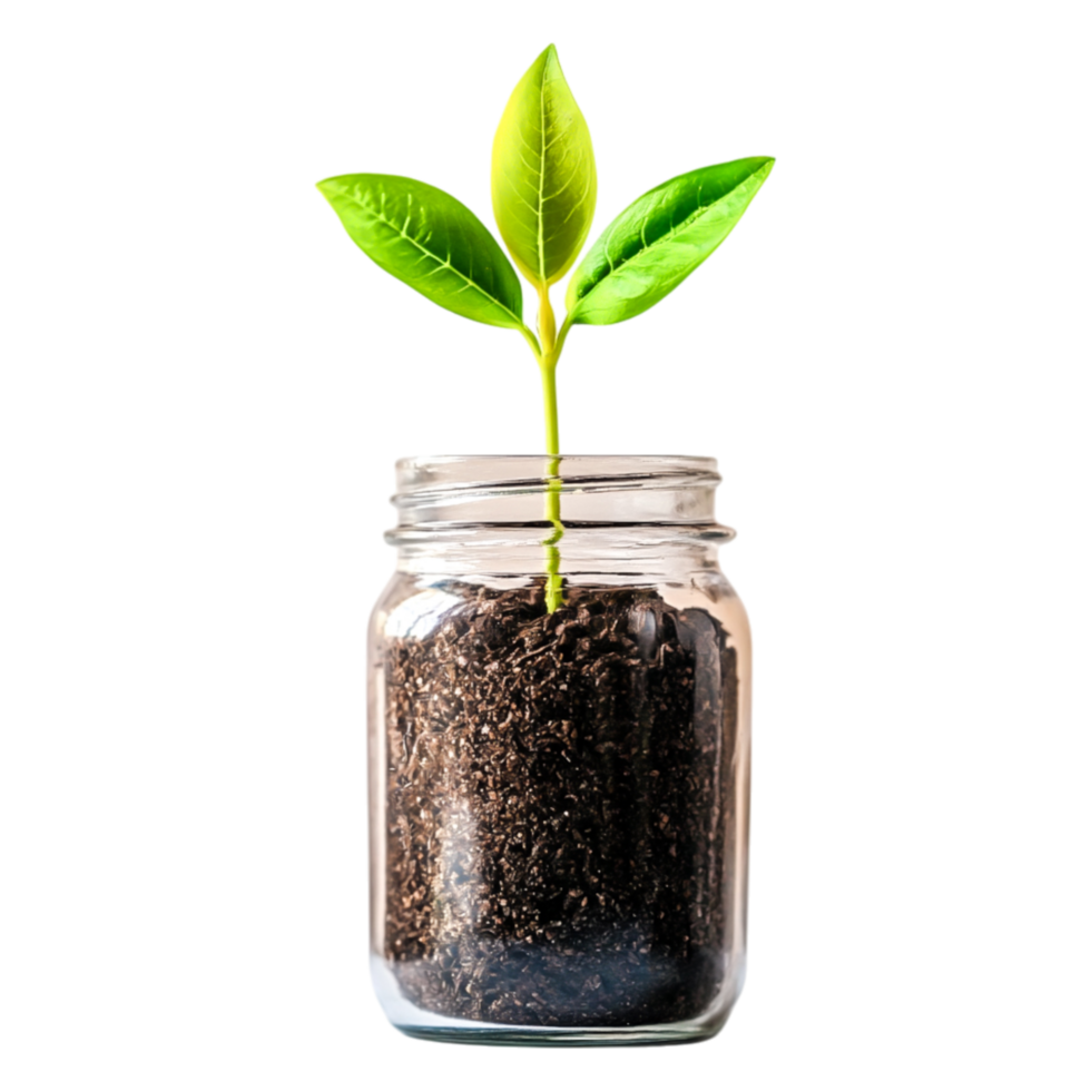 Green Plant Growing in Jar with Soil Isolated on png