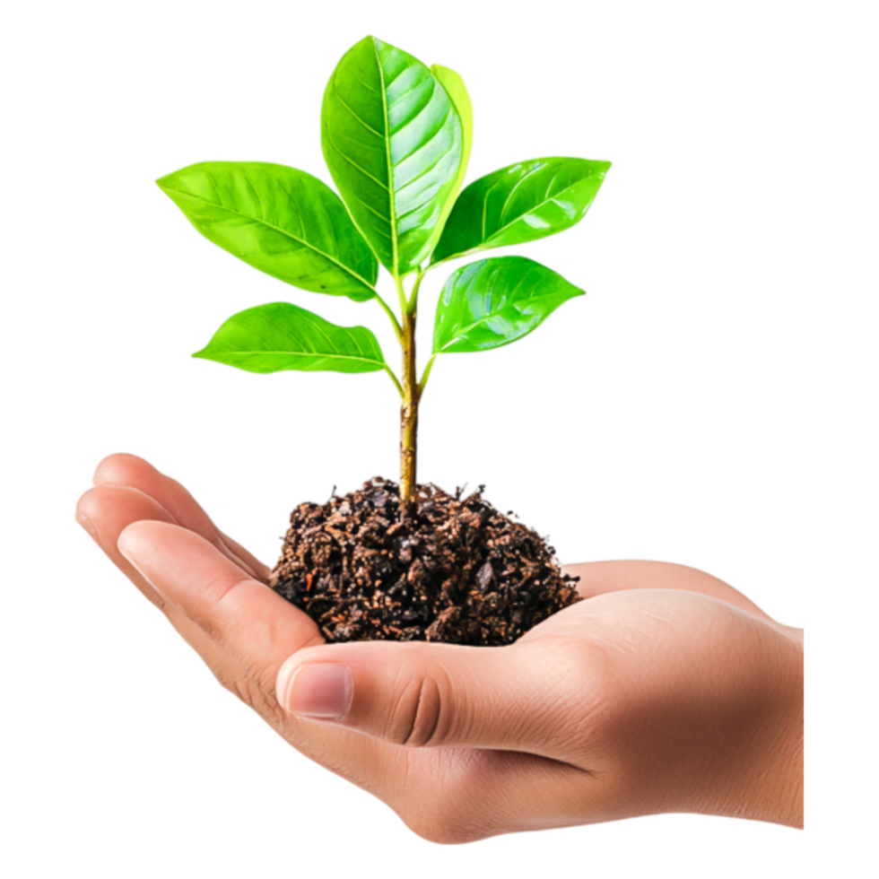 Young Plant in Hand Symbolizing Growth and Nurturing Nature Today png